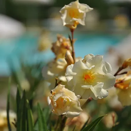 Beautiful In With Swimming Pool Ferienhaus Dicomano